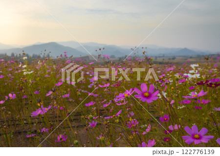 Blooming and falling cosmos flowers field surrounded by mountains in the evening in January at Phu Phan Ta, Ban Kha District, Ratchaburi 122776139