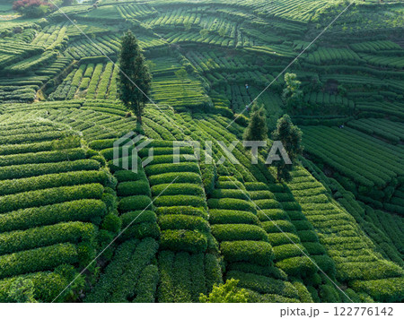 Aerial view of tea farm landscape in China Aerial view of tea farm landscape in China 122776142