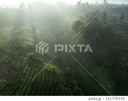 Aerial view of tea farm landscape in China Aerial view of tea farm landscape in China 122776143