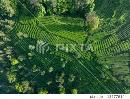 Aerial view of tea farm landscape in China Aerial view of tea farm landscape in China 122776144
