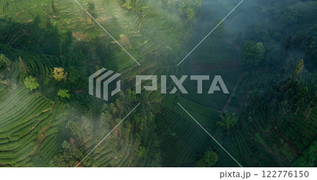 Aerial view of tea farm landscape in China Aerial view of tea farm landscape in China 122776150