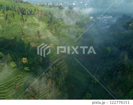 Aerial view of tea farm landscape in China Aerial view of tea farm landscape in China 122776151
