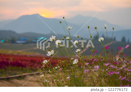 Blooming and falling cosmos flowers field surrounded by mountains in the evening in January at Phu Phan Ta, Ban Kha District, Ratchaburi 122776172
