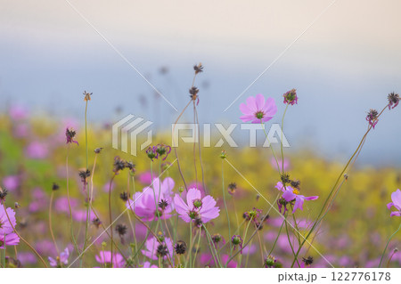 Blooming and falling cosmos flowers field surrounded by mountains in the evening in January at Phu Phan Ta, Ban Kha District, Ratchaburi 122776178