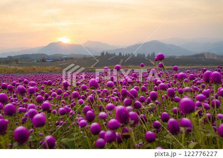 The Gomphrena Flower field of everlasting flowers surrounded by beautiful mountains in the evening during December to January at Phu Phan Ta, Ban Kha District, Ratchaburi 122776227