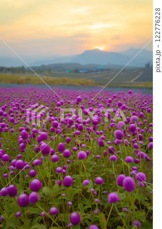 The Gomphrena Flower field of everlasting flowers surrounded by beautiful mountains in the evening during December to January at Phu Phan Ta, Ban Kha District, Ratchaburi The Gomphrena Flower field of everlasting flowers surrounded by beautiful mountains in the evening during December to January at Phu Phan Ta, Ban Kha District, Ratchaburi 122776228