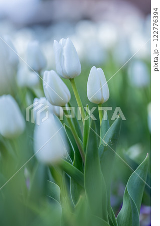 ふなばしアンデルセン公園のチューリップ 122776394