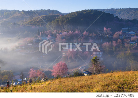 The beauty of the Wild Himalayan cherry blossoms and the morning mist at Ban Rong Kla village during the winter season, around mid to late January, Phu Hin Rong Kla, Phitsanulok 122776409