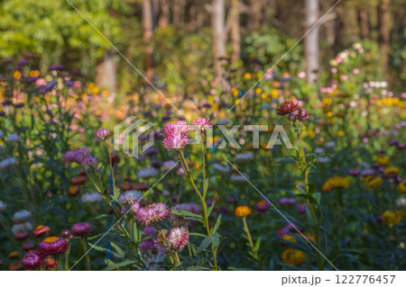 Paper Flower Field(Straw Flower), a forest development project in line with the royal initiative of Phu Hin Rong Kla, located in Nakhon Thai, Phitsanulok Province 122776457
