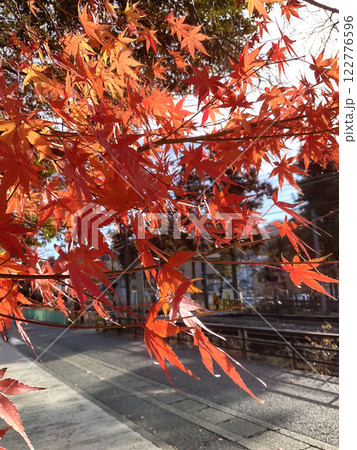 美しい紅葉 122776596