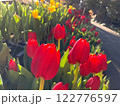 日に照らされた美しいチューリップたち 122776597