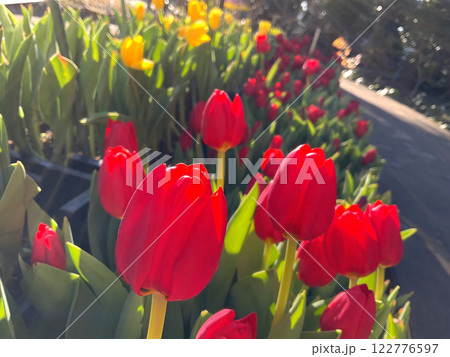 日に照らされた美しいチューリップたち 122776597