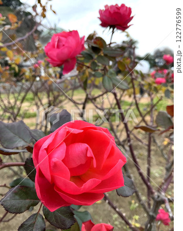 凛と咲くパッションピンク色のお花 122776599