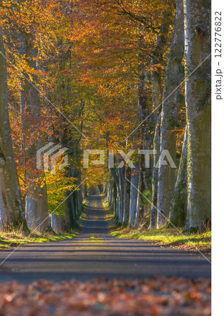 A beautiful little road at the entrance to Drummond Castle in autumn, The best example of formal terraced gardens in Scotland, located near Crieff,Perthshire, Scotland A beautiful little road at the entrance to Drummond Castle in autumn, The best example of formal terraced gardens in Scotland, located near Crieff,Perthshire, Scotland 122776822