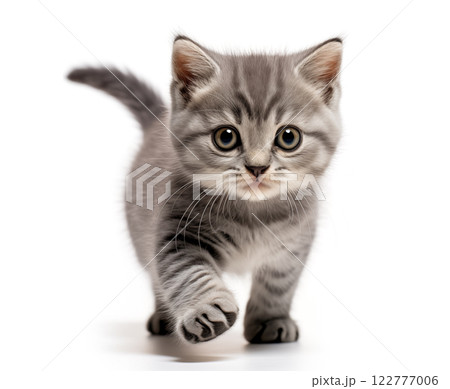 Kitten on a white background 122777006