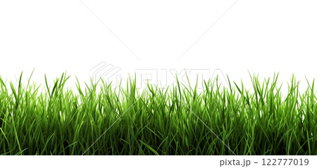 Lawn on white. Green grass. A fresh spring green grass on white. 122777019