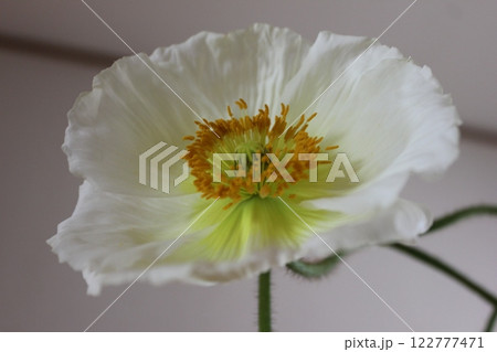 ポピー ・。+:*❁ Poppy ❁*+。:*.◦・ ポピー ・。+:*❁ Poppy ❁*+。:*.◦・ 122777471