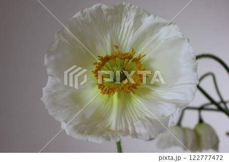 ポピー ・。+:*❁ Poppy ❁*+。:*.◦・ ポピー ・。+:*❁ Poppy ❁*+。:*.◦・ 122777472