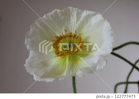 ポピー　　　　・。＋:＊❁ Poppy ❁＊＋。:*.◦・ 122777473