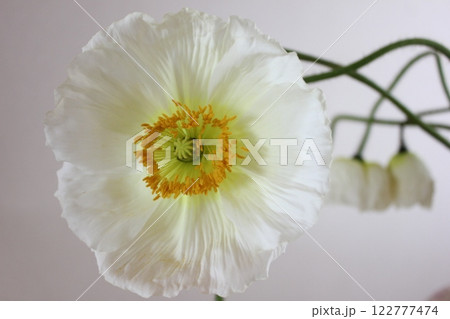ポピー ・。+:*❁ Poppy ❁*+。:*.◦・ ポピー ・。+:*❁ Poppy ❁*+。:*.◦・ 122777474