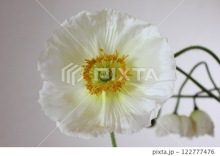 ポピー ・。+:*❁ Poppy ❁*+。:*.◦・ ポピー ・。+:*❁ Poppy ❁*+。:*.◦・ 122777476