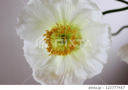 ポピー ・。+:*❁ Poppy ❁*+。:*.◦・ ポピー ・。+:*❁ Poppy ❁*+。:*.◦・ 122777487