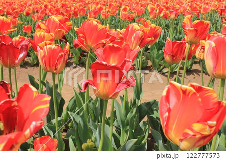 ～チューリップ～　　◦◦◦◦ Red tulips ◦◦◦◦ 122777573