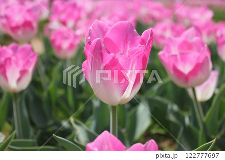 ～チューリップ～　　◦◦◦◦ Pink tulips ◦◦◦◦ 122777697