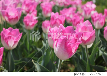 ～チューリップ～　　◦◦◦◦ Pink tulips ◦◦◦◦ 122777698