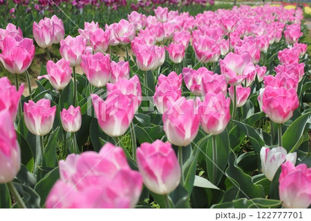 ～チューリップ～　　◦◦◦◦ Pink tulips ◦◦◦◦ 122777701