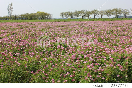蓮華草 ⁺*****ゲンゲソウ*****⁺ 蓮華草 ⁺*****ゲンゲソウ*****⁺ 122777772