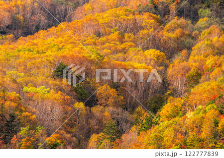 《長野県》紅葉の米子大瀑布・紅葉最盛期 《長野県》紅葉の米子大瀑布・紅葉最盛期 122777839
