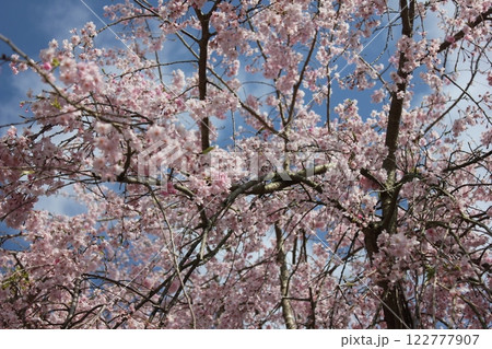 枝垂桜 ・*。❀ weeping cherry blossoms ❀ 。*・ 枝垂桜 ・*。❀ weeping cherry blossoms ❀ 。*・ 122777907