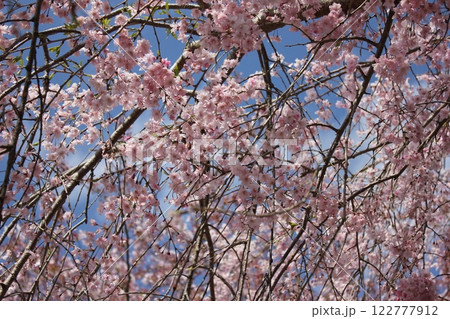 枝垂桜　　　　・*。❀ weeping cherry blossoms ❀ 。*・ 122777912