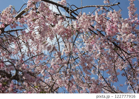 枝垂桜　　　　・*。❀ weeping cherry blossoms ❀ 。*・ 122777916