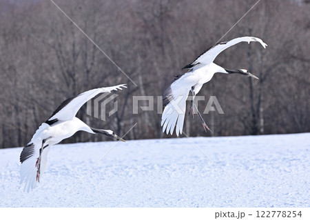 丹頂鶴・着地前 122778254
