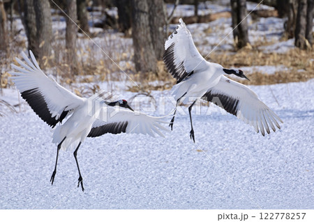 丹頂鶴・着地前 122778257