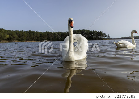white swans who arrived in eastern Europe in the spring to raise offspring 122778395