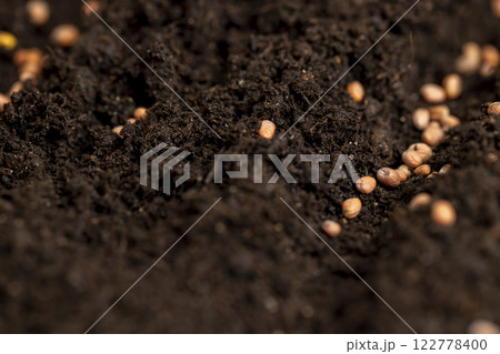 seeds of the same radish variety sown in fertile soil seeds of the same radish variety sown in fertile soil 122778400