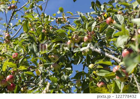 a ripe apple harvest on an apple tree in sunny summer weather a ripe apple harvest on an apple tree in sunny summer weather 122778432