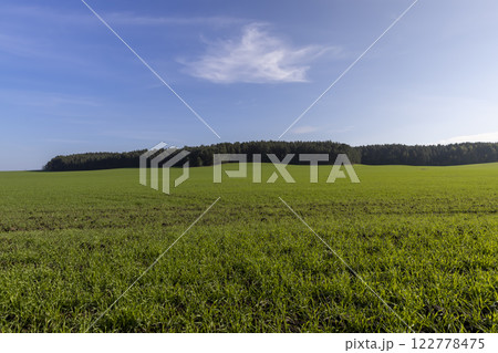 green young wheat hybrid with frost resistance, hybrid wheat 122778475