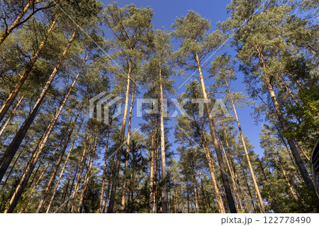pine forest with tall trees in sunny autumn weather 122778490