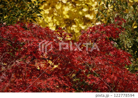 秋の陽に輝く紅葉 122778594
