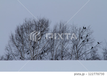 雪上のカラス 122778730