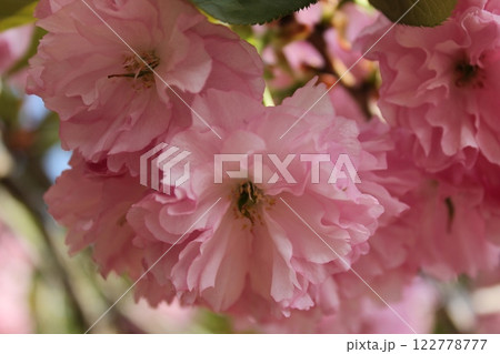 枝垂桜 ・*。❀ weeping cherry blossoms ❀ 。*・ 枝垂桜 ・*。❀ weeping cherry blossoms ❀ 。*・ 122778777