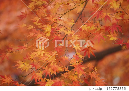紅葉したモミジ 122778856