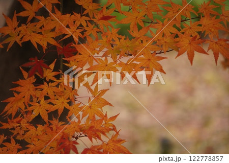 紅葉したモミジ 紅葉したモミジ 122778857