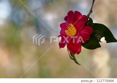 赤い寒椿の花 122778866