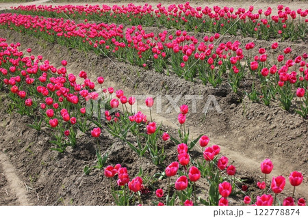 ～チューリップ～　　◦◦◦◦ Pink tulips ◦◦◦◦ 122778874