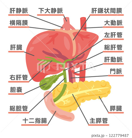 肝臓、胆嚢、膵臓、十二指腸の構造イラスト1 122779487